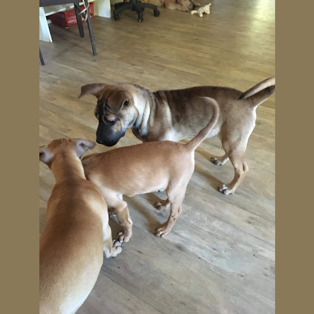 Photo of Tyson
