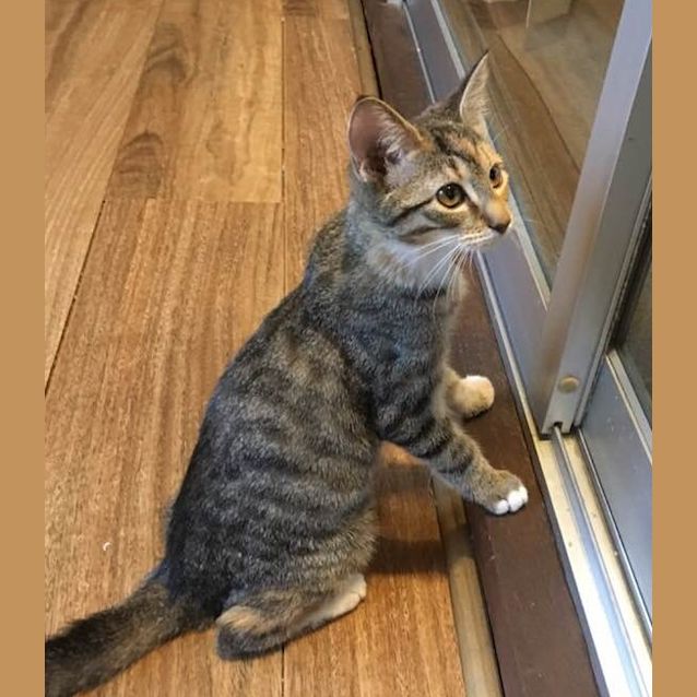 Photo of Resolution (Ca V17 232)