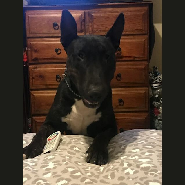 Photo of Opie   Foster Care