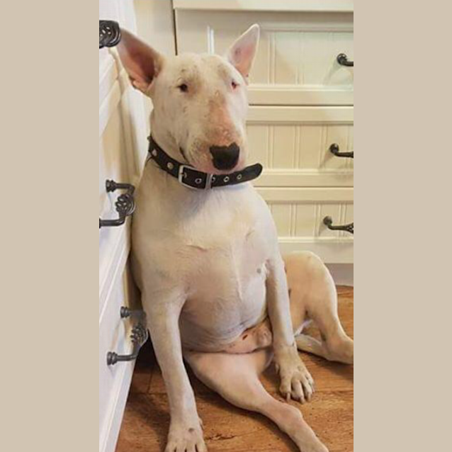 Photo of Mott   Foster Carer Needed