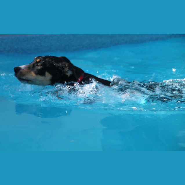 Photo of Isis ~ Kelpie X Cattle Dog (On Trial 5 5 18)