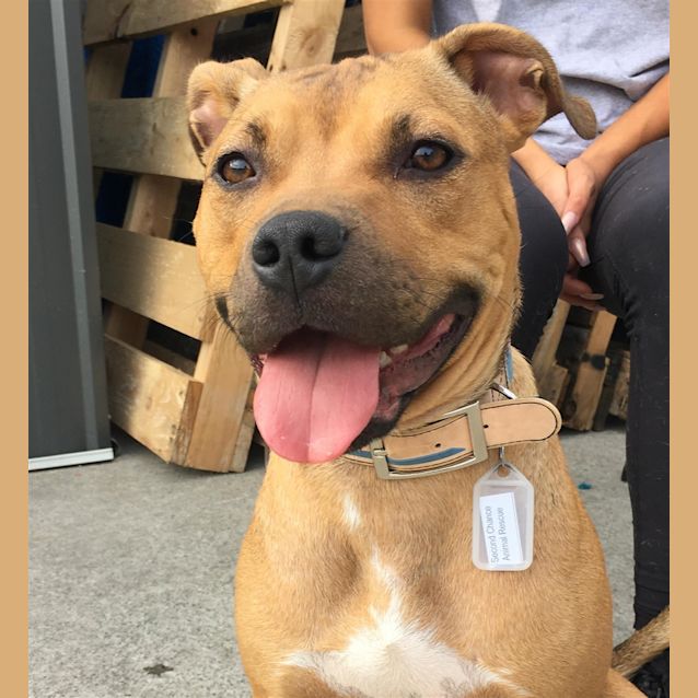 Photo of Ginger
