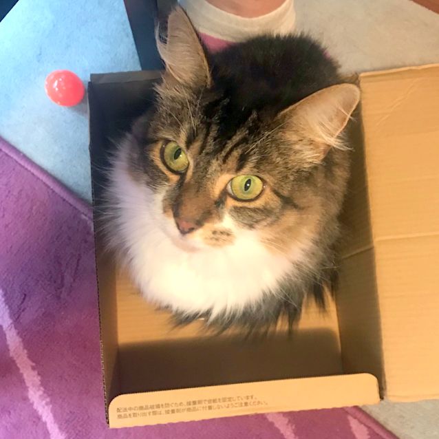 Photo of Tilly Girl