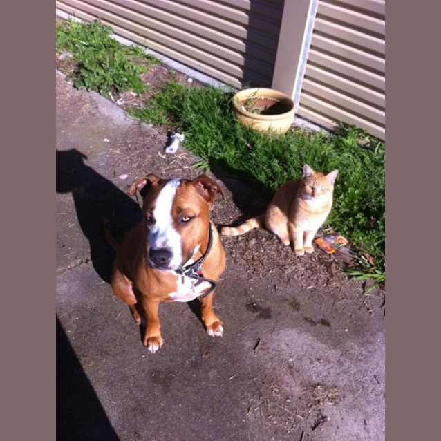 Photo of Ace ** Cat, Dog And Child Friendly