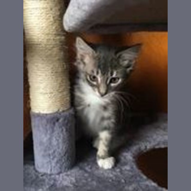 Photo of Grayson **2nd Chance Cat Rescue**