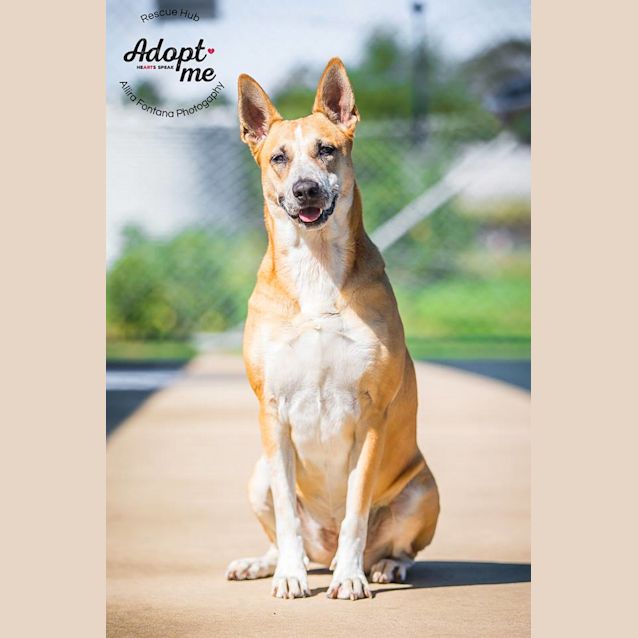 Photo of Lucy (Pcc 195)