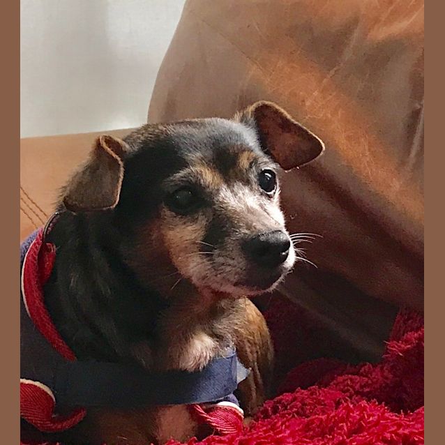 Photo of Roxy (And Millie)