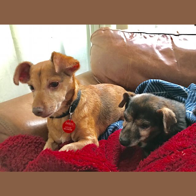 Photo of Millie (And Roxy)