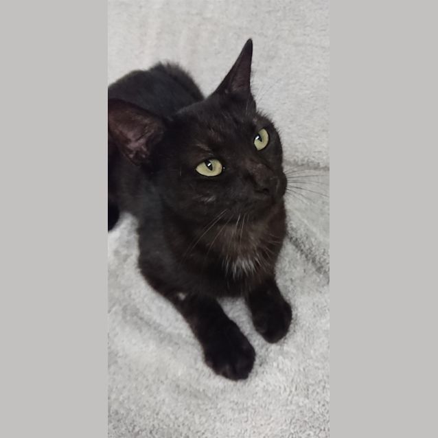 Photo of Clementine