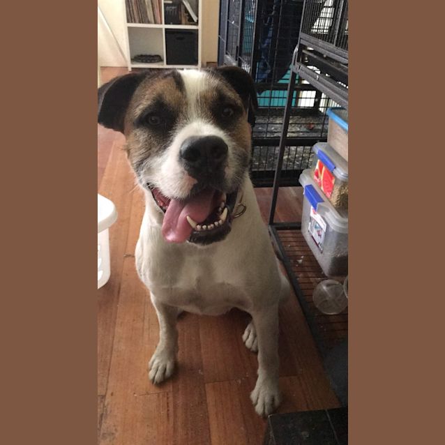 Photo of Oscar(now Olaf)