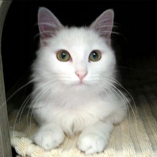 Photo of Snowflake