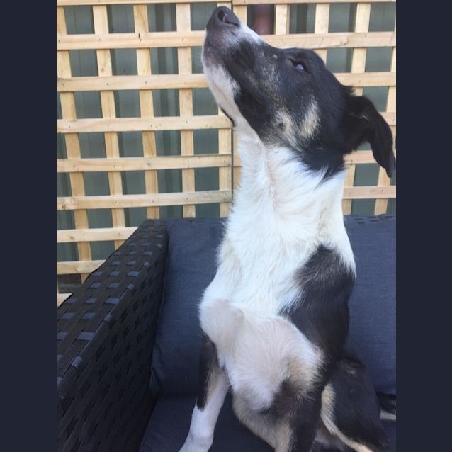 Photo of Albus ~ Border Collie X (On Trial 30/5/18)