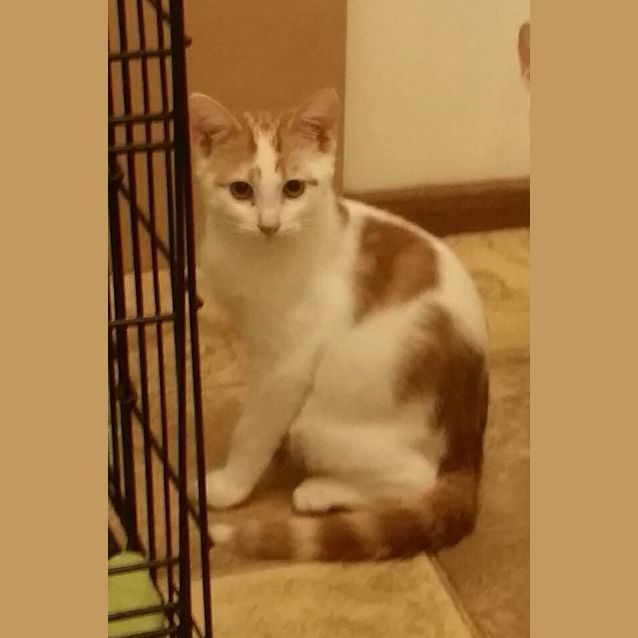 Photo of Biscuit