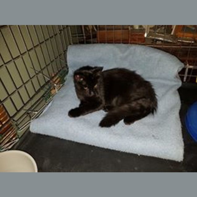Photo of Jett **2nd Chance Cat Rescue**
