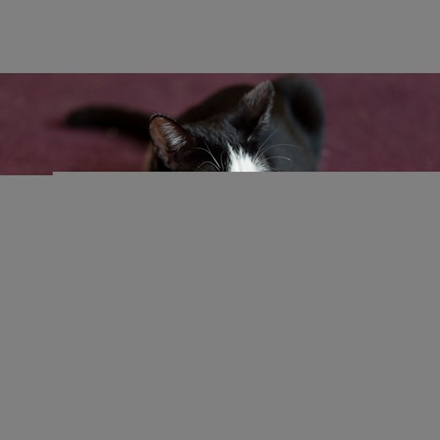Photo of Sam