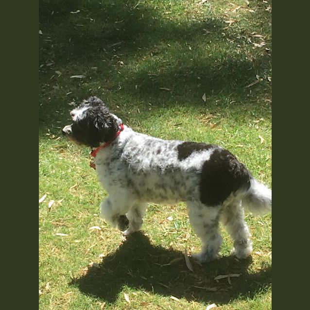 Photo of Charlie Dl1858
