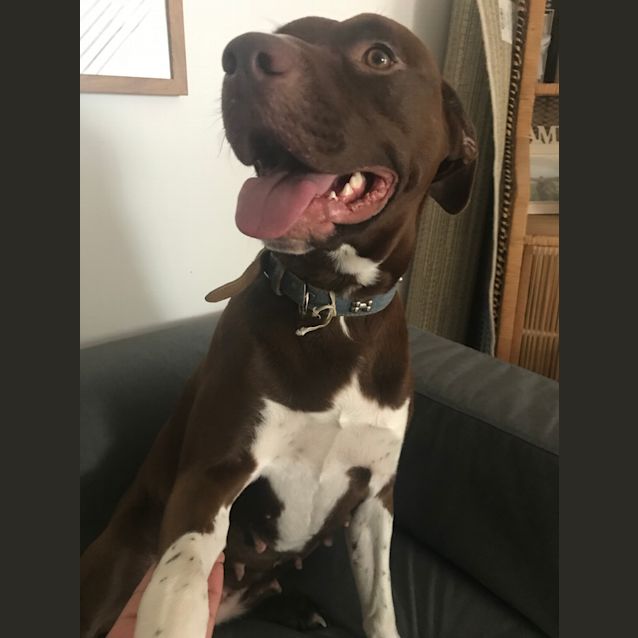 Photo of Missy (Av1013)