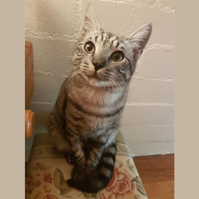 Photo of Archie