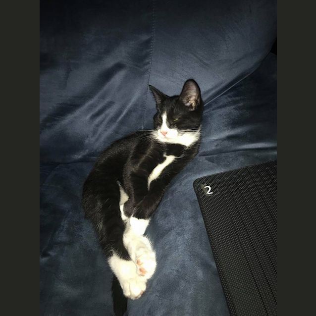 Photo of Buddie