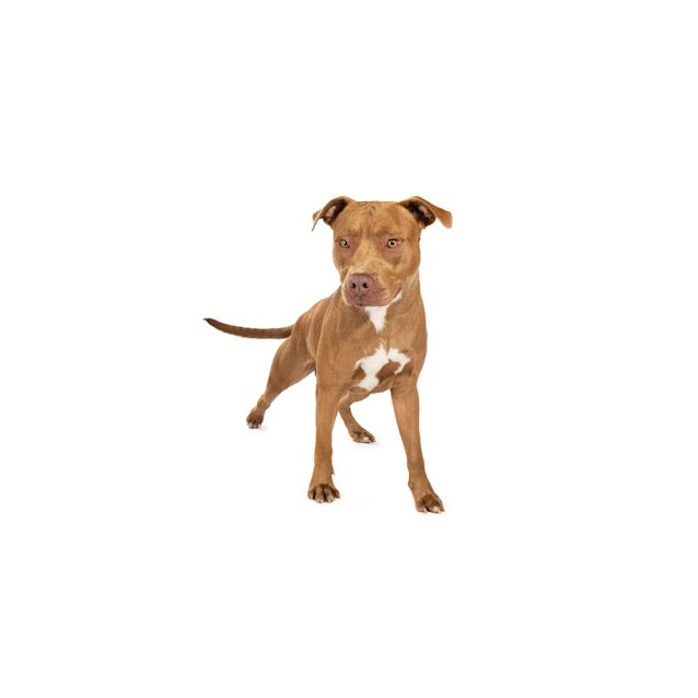 Photo of Sampson