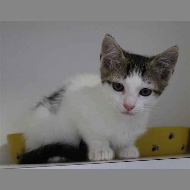 Photo of Oreo
