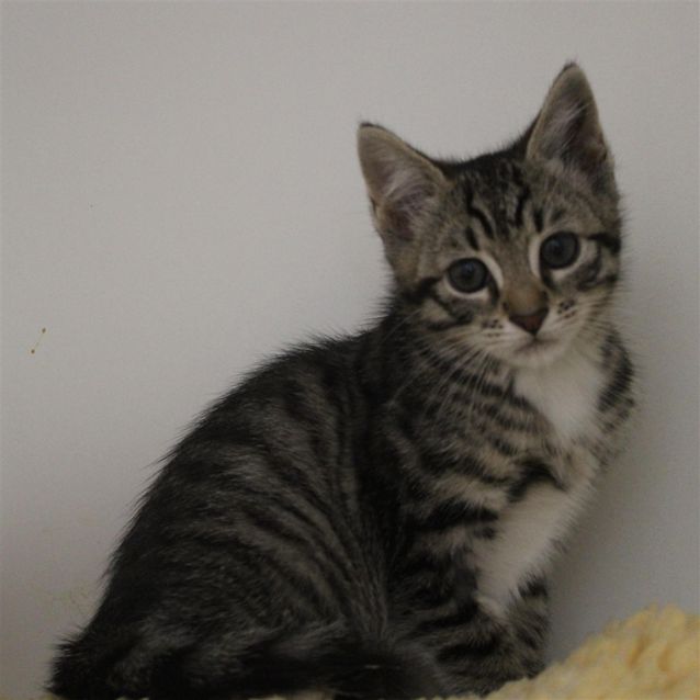 Photo of Shadow