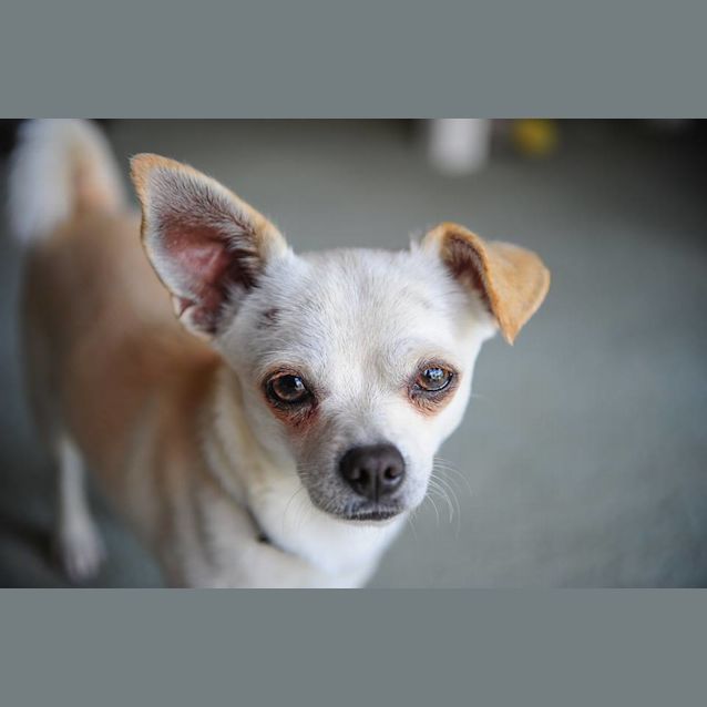 Photo of Russell  **Adoption Pending**