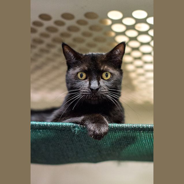 Photo of Oscar