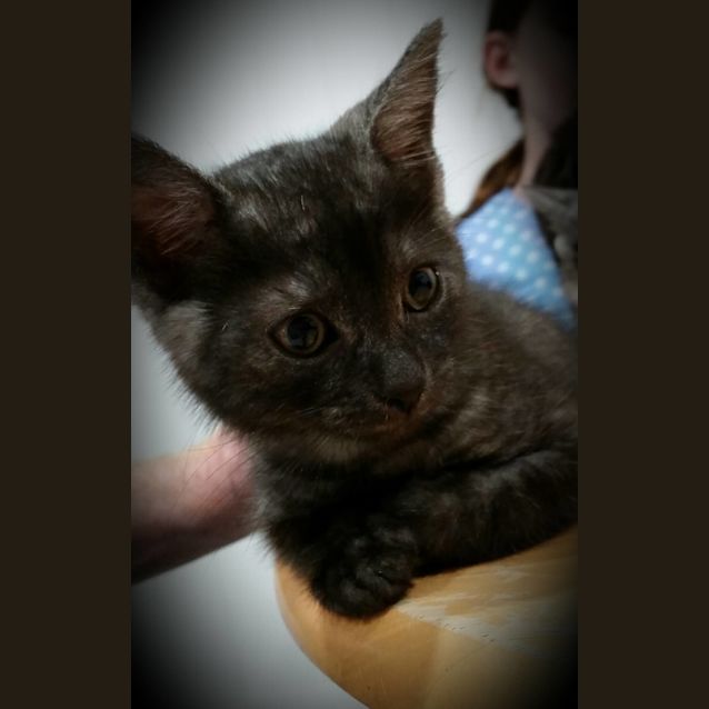 Photo of Smokey