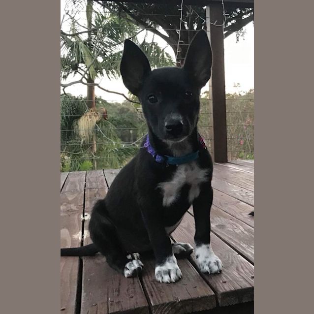 Photo of Narla