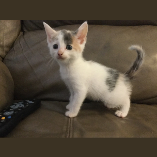 Photo of Honey