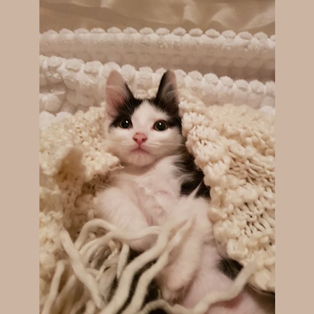 Photo of Scruffy