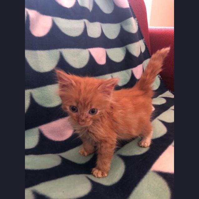Photo of Butterscotch
