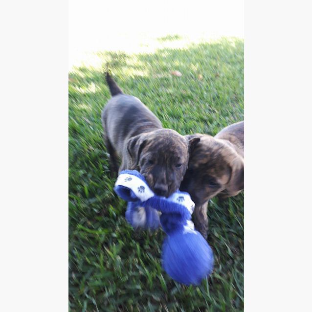 Photo of Bruno