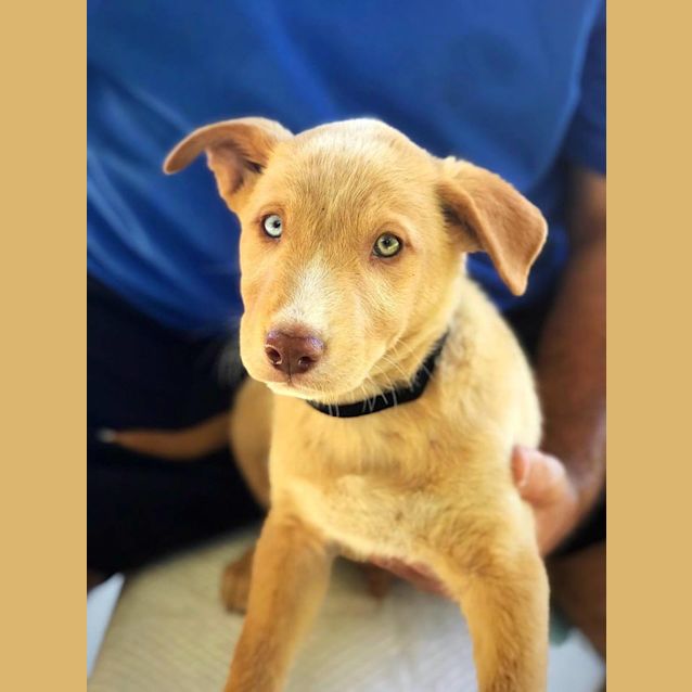 Photo of Flint 