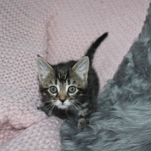 Photo of Delilah