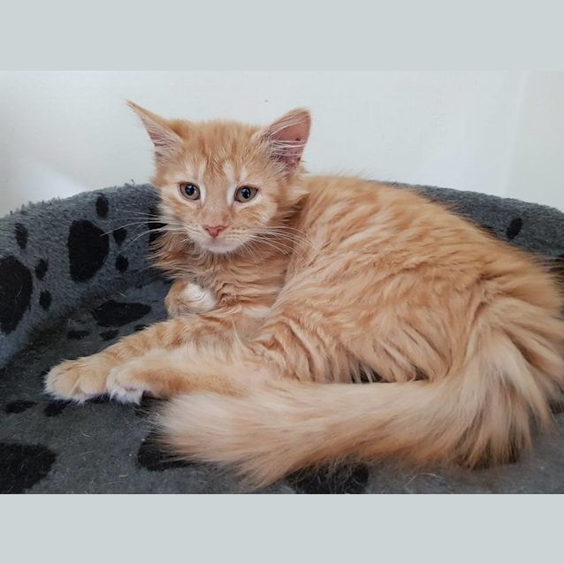 Photo of Pip