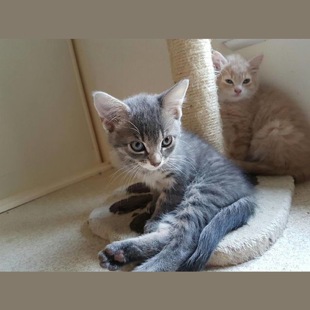 Photo of Oliver