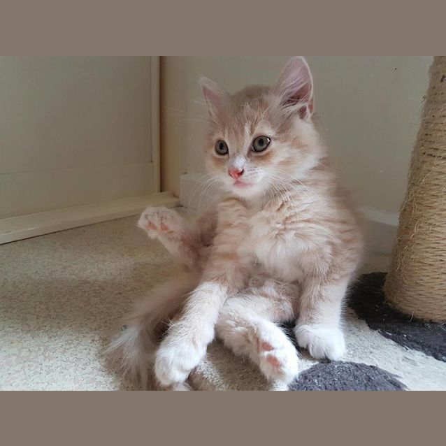 Photo of Nova