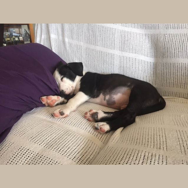 Photo of Magnum ~ Staffy X Border Collie (On Trial 4 5 18)