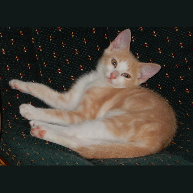 Photo of Velvet