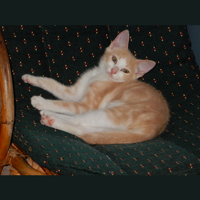 Photo of Chino