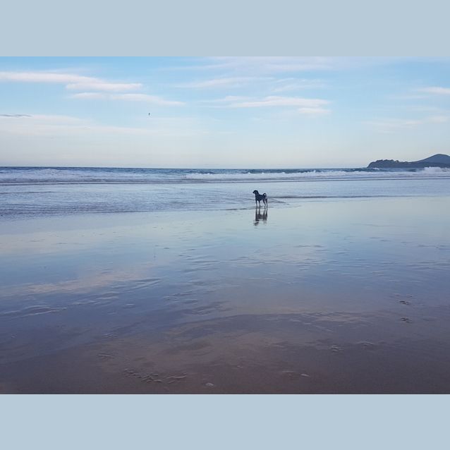 Photo of Roxy ~ Jack Russell X Chihuahua (On Trial 26 4 18)