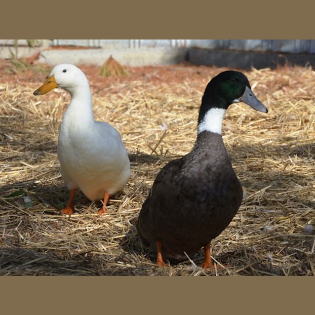 Photo of Frank & Fredrick