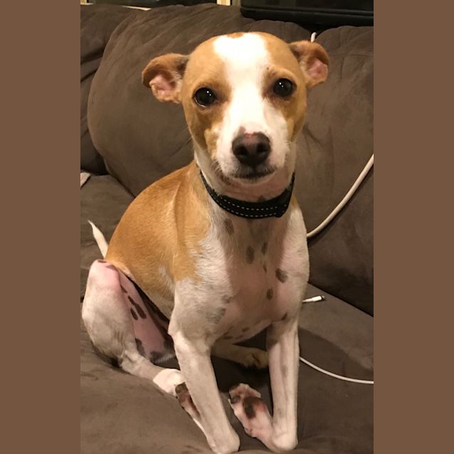 Photo of Buddy 