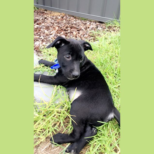 Photo of Oscar ~ Staffy X Border Collie (On Trial 25 4 18)