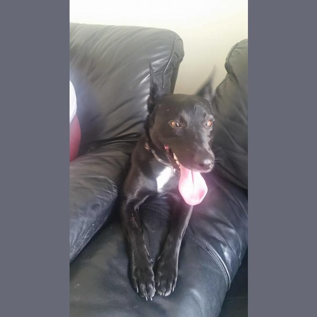 Photo of Shadow
