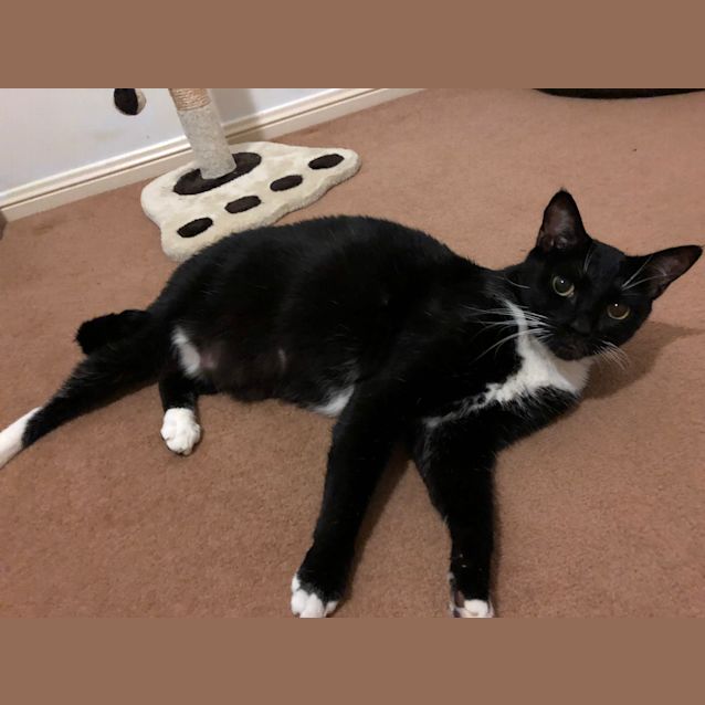Photo of Chester