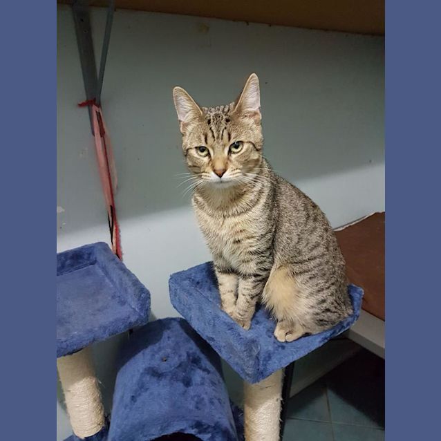 Photo of Bobcat