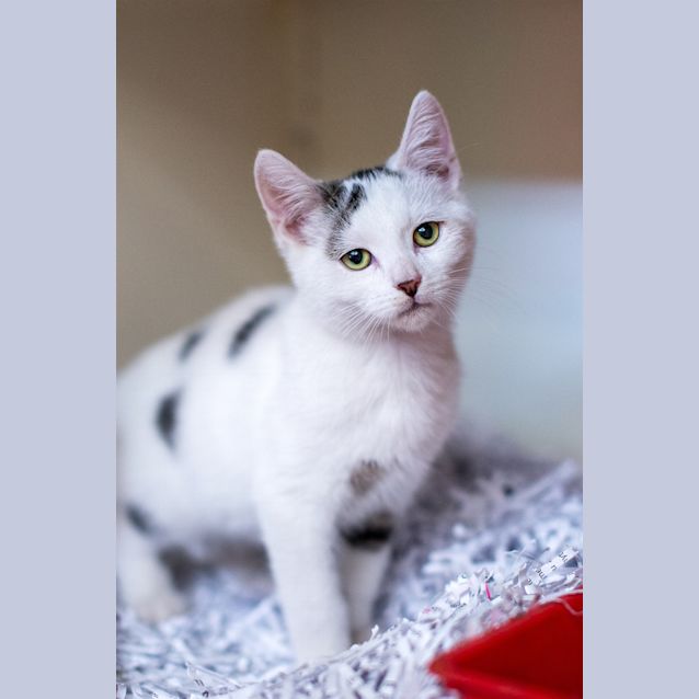 Photo of Spot